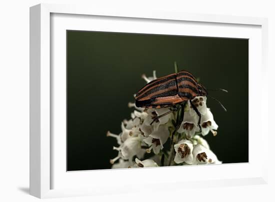 Graphosoma Lineatum (Striped Shield Bug )-Paul Starosta-Framed Photographic Print