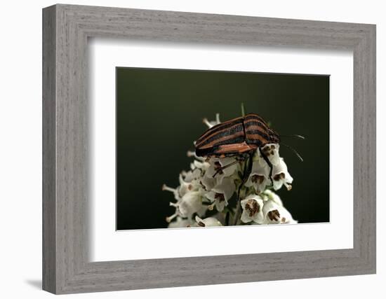 Graphosoma Lineatum (Striped Shield Bug )-Paul Starosta-Framed Photographic Print