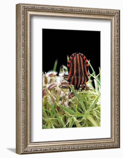 Graphosoma Lineatum (Striped Shield Bug )-Paul Starosta-Framed Photographic Print