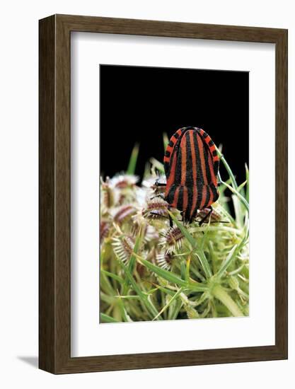 Graphosoma Lineatum (Striped Shield Bug )-Paul Starosta-Framed Photographic Print