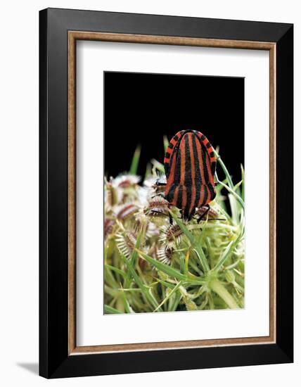 Graphosoma Lineatum (Striped Shield Bug )-Paul Starosta-Framed Photographic Print