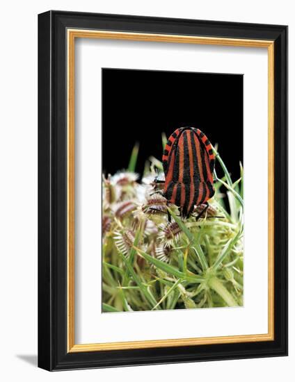 Graphosoma Lineatum (Striped Shield Bug )-Paul Starosta-Framed Photographic Print