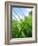 Grass and Dew-Carolina Hernandez-Framed Photographic Print