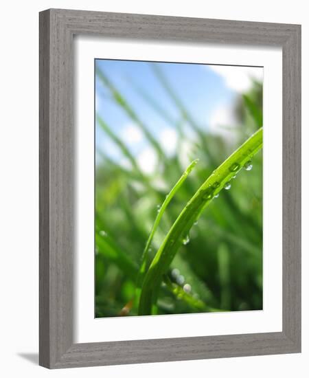 Grass and Dew-Carolina Hernandez-Framed Photographic Print