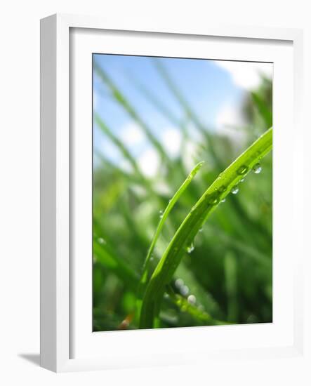 Grass and Dew-Carolina Hernandez-Framed Photographic Print