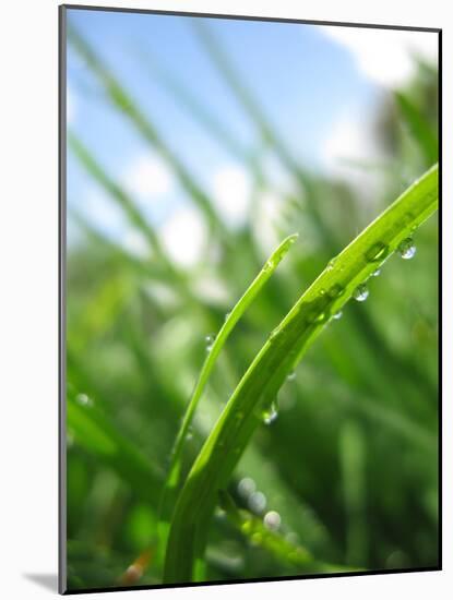 Grass and Dew-Carolina Hernandez-Mounted Photographic Print