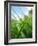 Grass and Dew-Carolina Hernandez-Framed Photographic Print