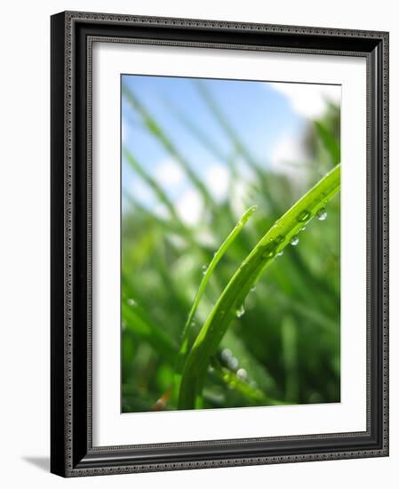 Grass and Dew-Carolina Hernandez-Framed Photographic Print