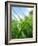 Grass and Dew-Carolina Hernandez-Framed Photographic Print