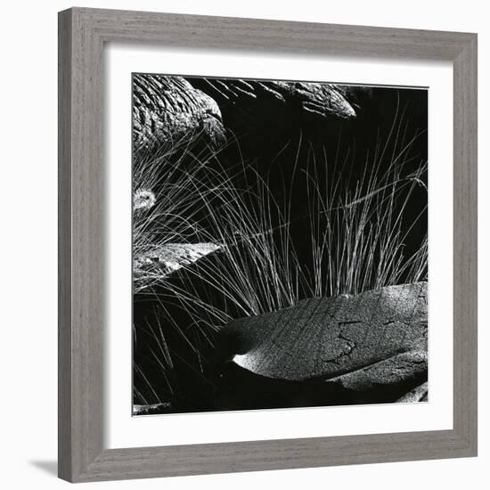 Grass and Lava, Hawaii, c. 1980-Brett Weston-Framed Photographic Print