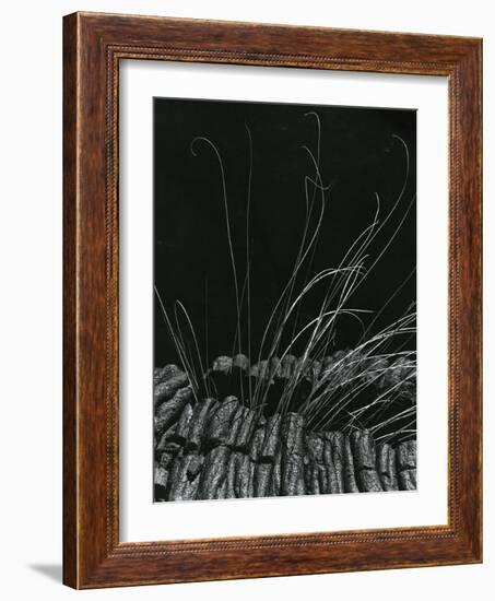 Grass and Lava, Hawaii, c. 1985-Brett Weston-Framed Photographic Print