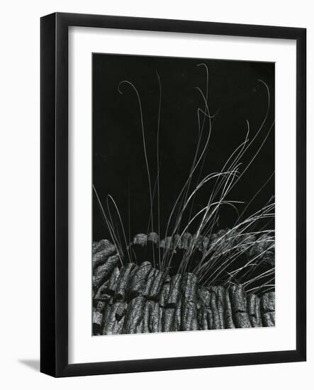 Grass and Lava, Hawaii, c. 1985-Brett Weston-Framed Photographic Print