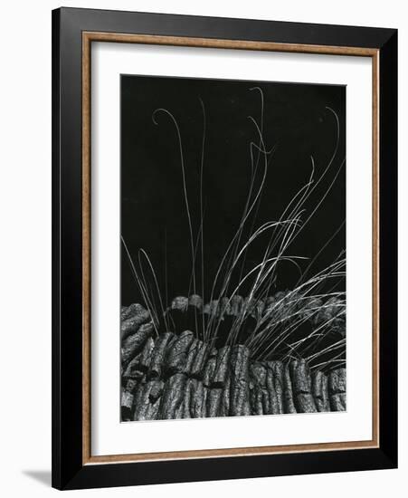 Grass and Lava, Hawaii, c. 1985-Brett Weston-Framed Photographic Print