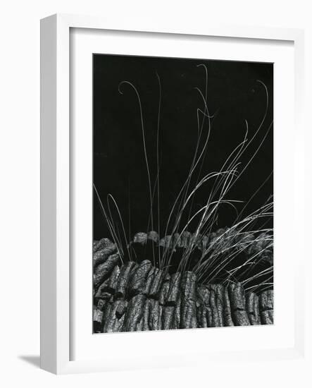 Grass and Lava, Hawaii, c. 1985-Brett Weston-Framed Photographic Print