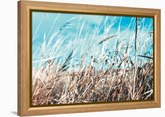 Grass and Reeds 4482-Rica Belna-Framed Premier Image Canvas