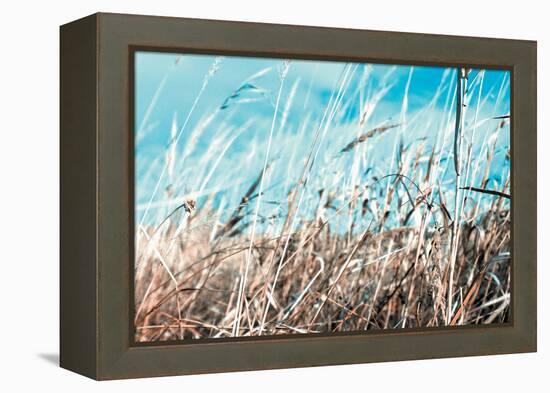 Grass and Reeds 4482-Rica Belna-Framed Premier Image Canvas