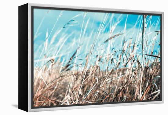 Grass and Reeds 4482-Rica Belna-Framed Premier Image Canvas