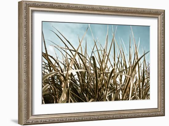 Grass and Reeds 6807-Rica Belna-Framed Giclee Print