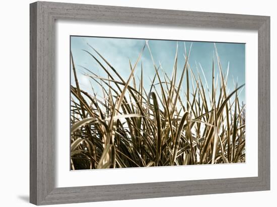 Grass and Reeds 6807-Rica Belna-Framed Giclee Print