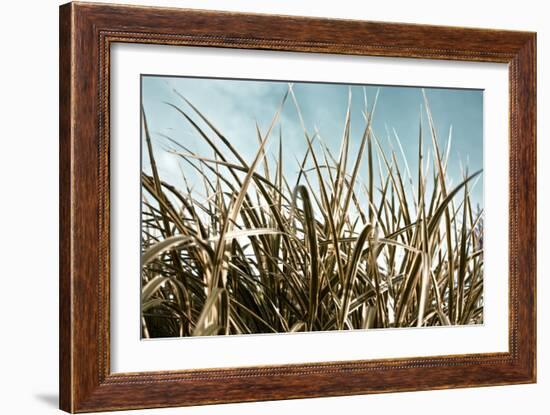 Grass and Reeds 6807-Rica Belna-Framed Giclee Print