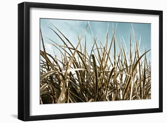 Grass and Reeds 6807-Rica Belna-Framed Giclee Print