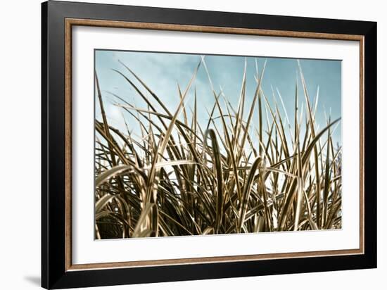 Grass and Reeds 6807-Rica Belna-Framed Giclee Print