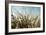 Grass and Reeds 6807-Rica Belna-Framed Giclee Print