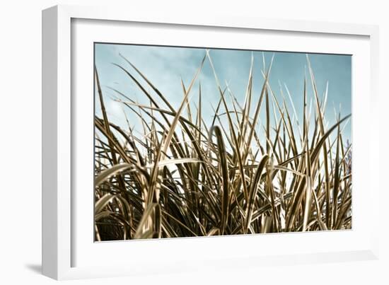 Grass and Reeds 6807-Rica Belna-Framed Giclee Print