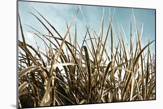 Grass and Reeds 6807-Rica Belna-Mounted Giclee Print