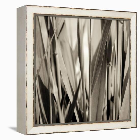 Grass and Reeds-Rica Belna-Framed Premier Image Canvas