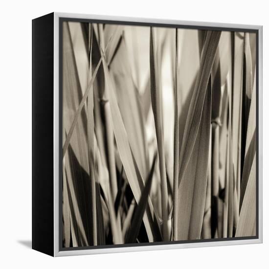 Grass and Reeds-Rica Belna-Framed Premier Image Canvas