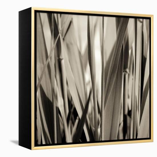 Grass and Reeds-Rica Belna-Framed Premier Image Canvas