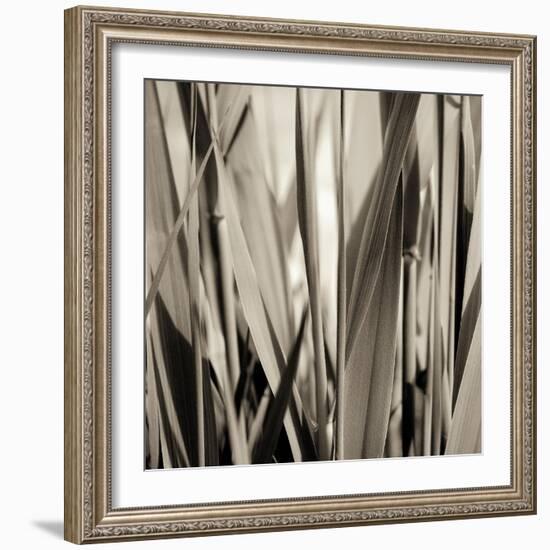 Grass and Reeds-Rica Belna-Framed Giclee Print