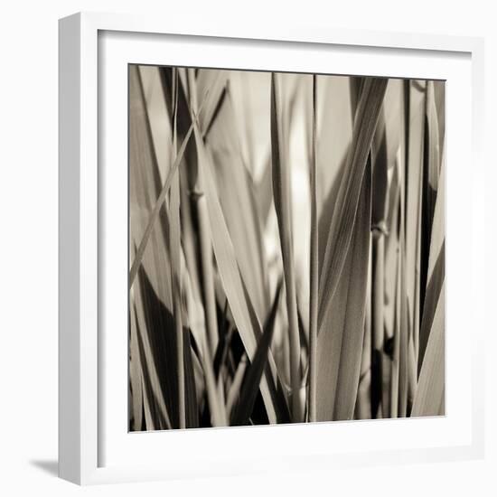 Grass and Reeds-Rica Belna-Framed Giclee Print