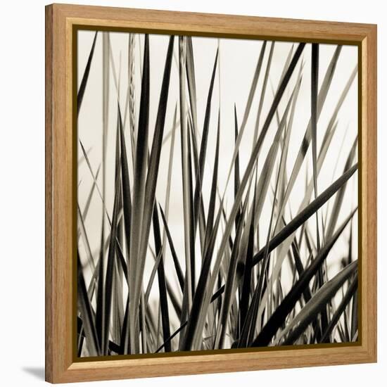 Grass and Reeds-Rica Belna-Framed Premier Image Canvas