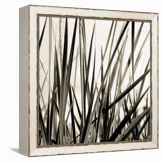 Grass and Reeds-Rica Belna-Framed Premier Image Canvas