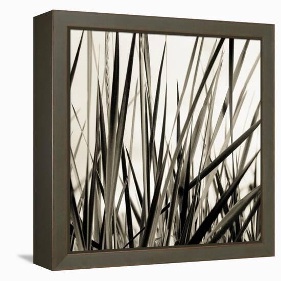 Grass and Reeds-Rica Belna-Framed Premier Image Canvas