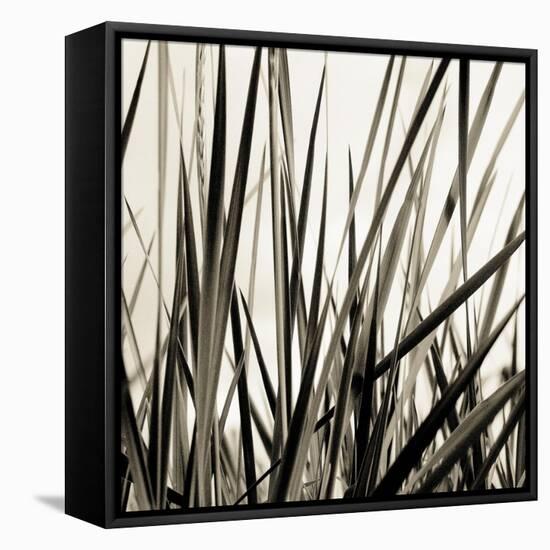 Grass and Reeds-Rica Belna-Framed Premier Image Canvas