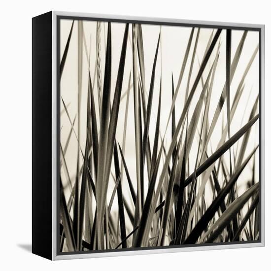 Grass and Reeds-Rica Belna-Framed Premier Image Canvas