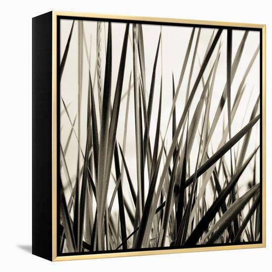 Grass and Reeds-Rica Belna-Framed Premier Image Canvas