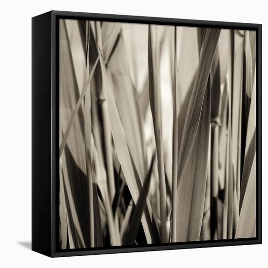 Grass and Reeds-Rica Belna-Framed Premier Image Canvas