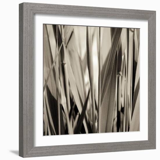 Grass and Reeds-Rica Belna-Framed Giclee Print