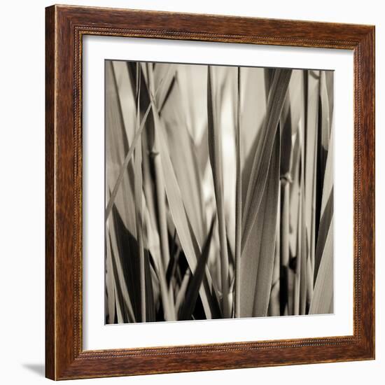 Grass and Reeds-Rica Belna-Framed Giclee Print