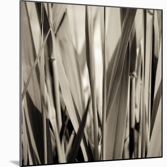 Grass and Reeds-Rica Belna-Mounted Giclee Print