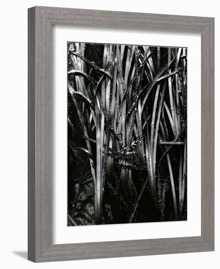 Grass and Water, c. 1970-Brett Weston-Framed Photographic Print