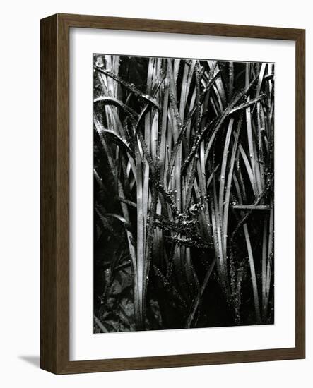 Grass and Water, c. 1970-Brett Weston-Framed Photographic Print