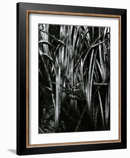 Grass and Water, c. 1970-Brett Weston-Framed Photographic Print