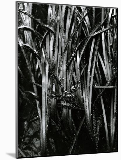 Grass and Water, c. 1970-Brett Weston-Mounted Photographic Print