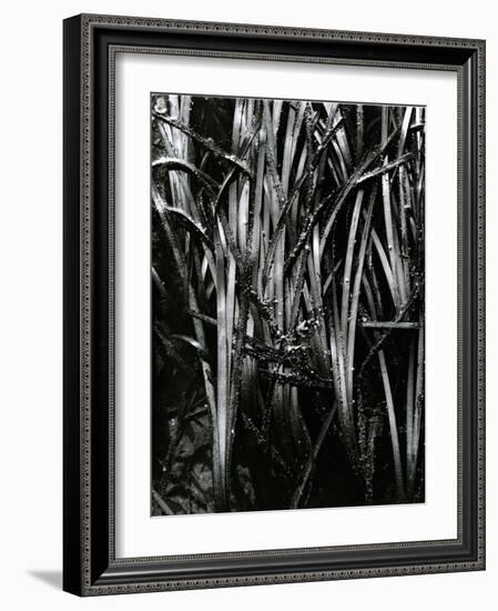 Grass and Water, c. 1970-Brett Weston-Framed Photographic Print