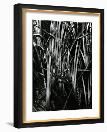 Grass and Water, c. 1970-Brett Weston-Framed Photographic Print